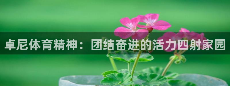 卓尼体育精神：团结奋进的活力四射家园